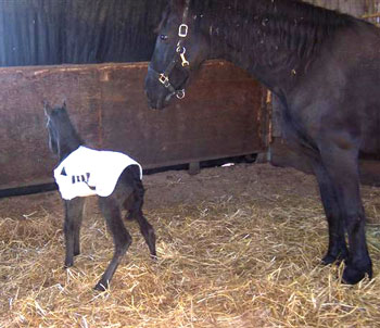Brock's Majestic Friesians - Onella & Dolci Vita